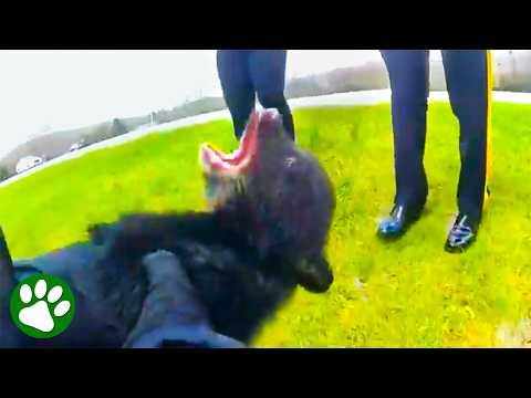 Abandoned Bear Cub Rescued By State Trooper #Video