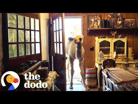 Baby Camel Doesn't Know The House Is Off-Limits #Video