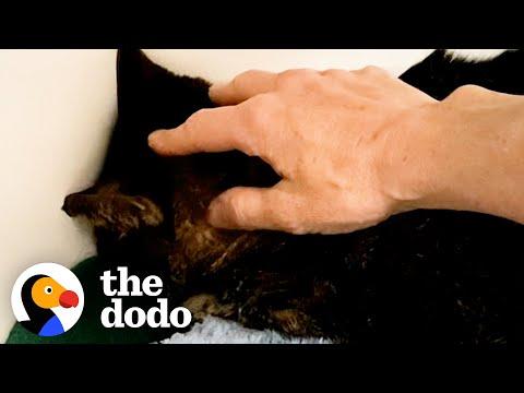 Cat Who Wouldn't Show His Face Is A Cuddlebug Now #Video