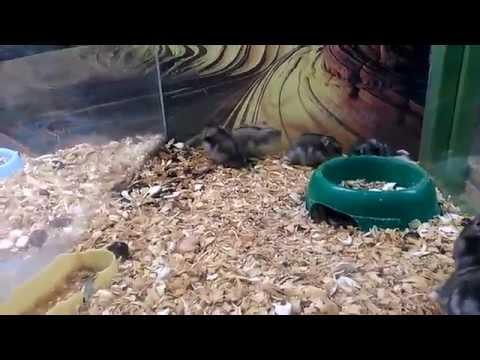 Hamster Discovers The Joy Of Backflips