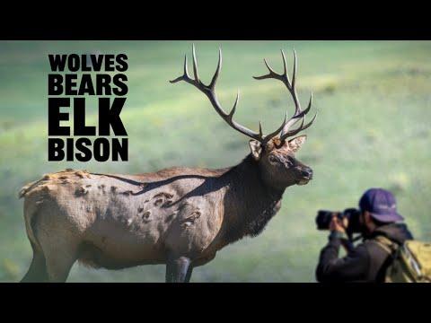 Photographing EVERYTHING in Yellowstone National Park - Nikon Z9 #Video