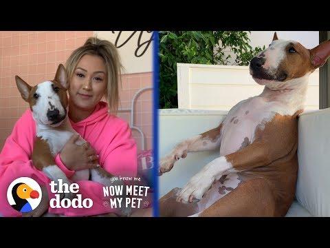LaurDIY's Bull Terrier Is A Complete WEIRDO | The Dodo You Know Me Now Meet My Pet