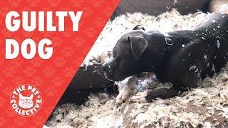 Guilty Dog Tears Up Feather Pillow