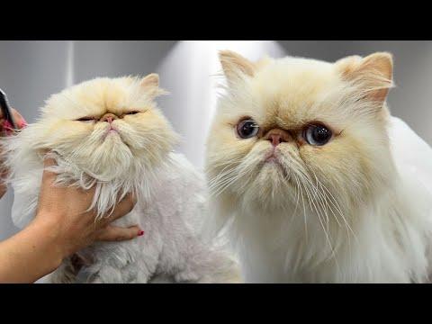 Rescue Himalayan Cat REFUSES the Litterbox… Because of THIS #Video