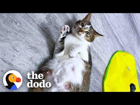 8 Rules To Fostering a Pregnant Cat #Video