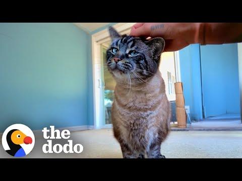 Clingy Cat Begs His Dad For Cuddles 24/7 #Video