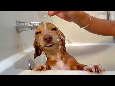 These Funny Dogs Never Expected Bath Time To Be THIS Amazing! #Video