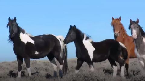 Woman Spends Over A Year Trying To Find Wild Horse Family. #Video