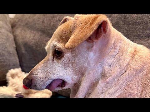 Dog keeps asking for kisses during interview #Video