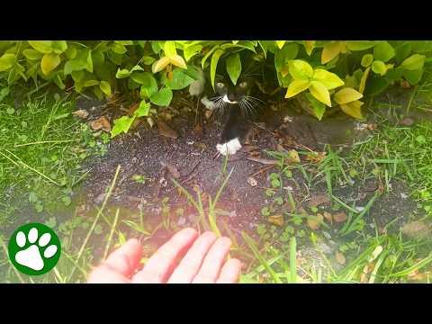 This tiny kitten cried out at just the right moment #Video