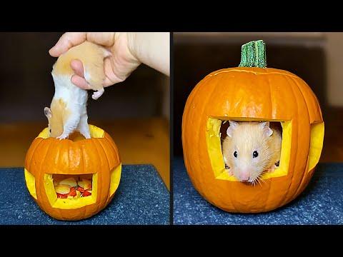 House Of His Dreams | Your Daily Dose Of Pets #Video