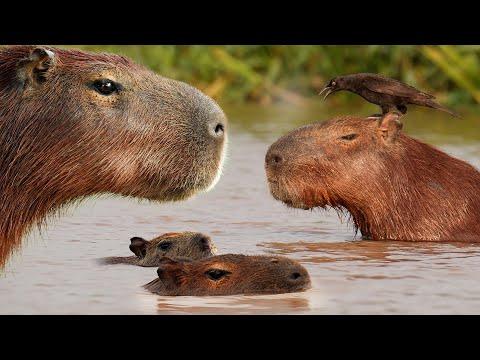 The Truth About Capybaras | 4K | Brazil Pantanal | Robert E Fuller #Video