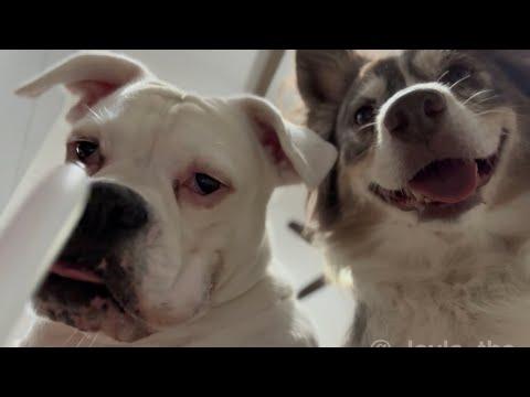 Layla and Luna Get Outsmarted by Their Guests! #Video