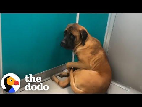 Giant Mastiff Who Wouldn't Look At Anyone Takes Care Of Kitties Now #Video