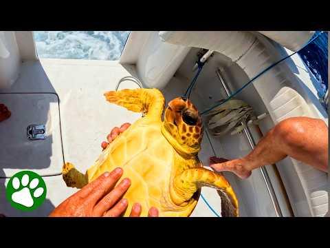 Turtle’s Adorable 'Thank You' Wave Melts Everyone’s Heart #Video
