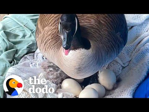 Mama Goose Decides To Lay Eggs On Woman's Porch #Video