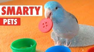 Smarty Pets | Funny Pet Video Compilation 2018