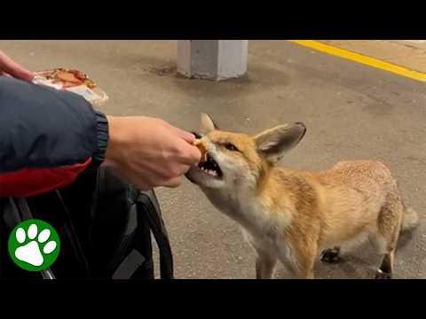 He Fed A Hungry Fox And You Won't Believe What Happened Next! #Video
