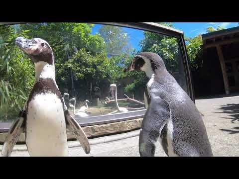 Penguins Nacho And Goat Walk With Flamingos Video