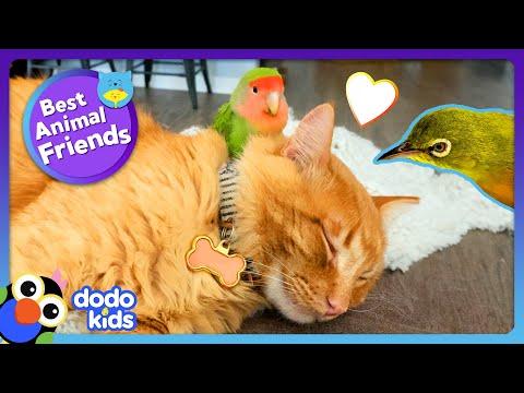 Absurd Birds Have The Strangest Best Friends | Dodo Kids #Video