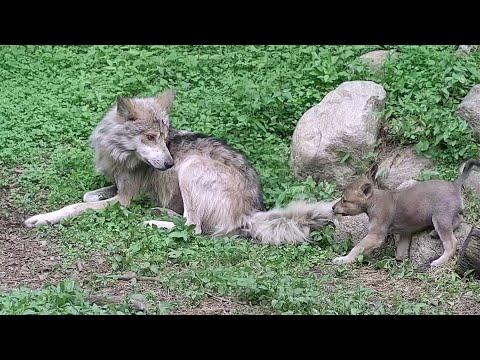 Wolf Pup Tugs on Brother's Tail #Video