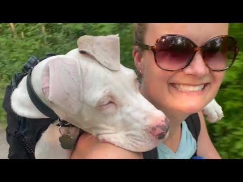 Deaf dog sweetly hugs woman who adopted him #Video