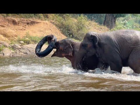Baby Elephants Go Wild with a Tire Tube at the River - ElephantNews #Video