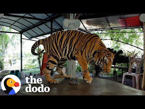 Tiger Has Been Chained Up Her Whole Life #Video