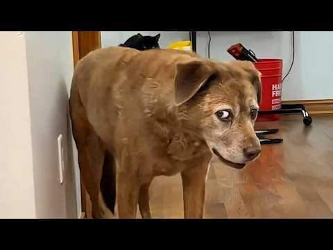When Your Dog Can't Accept He's An Old Man!  #Video