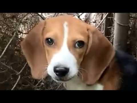 Shy beagle is freed after locked in cage for being 'bad hunter' #Video