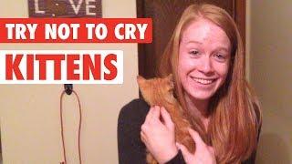 People Get Surprised With Kittens | Try Not To Cry