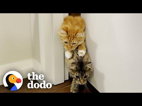 Cat Brothers Race Each Other To Their Food Bowls For Sport