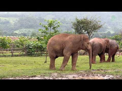 Finding the Courage to Belong: Wan Mai Joins the Herd - ElephantNews #Video