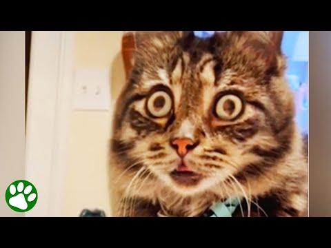 Blind cat has intense gaze and big personality #Video