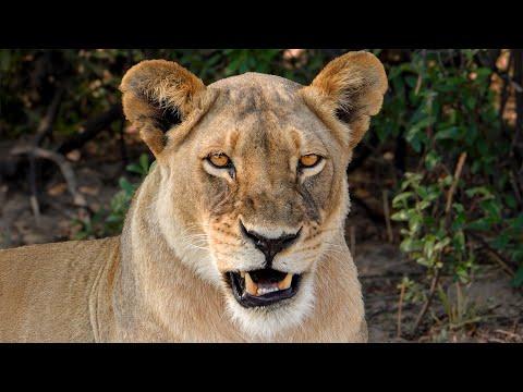 Beautiful Lioness Grooming | Zimbabwe | Robert E Fuller #Video