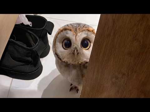 You've NEVER Seen Owls THIS Cute!