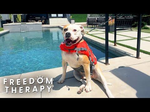 Shelter Dog Gets A Pool Day After Waiting 1095+ Days For A Home  #Video