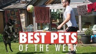 Best Pets of the Week | June 2018 Week 3