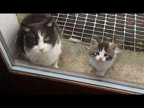 When a cat entrusts you with kittens, it's a blessing to embrace #Video