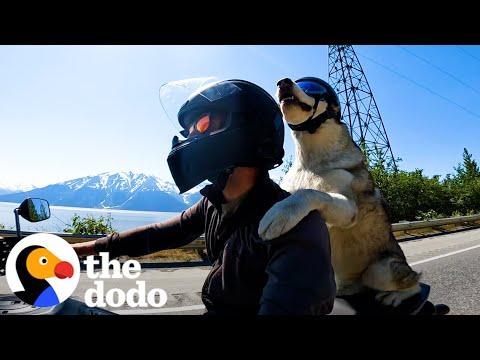 Dog Rides On His Dad's Motorcycle Through All 50 States #Video