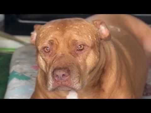 'Scary' rescue dog just wants kisses #Video