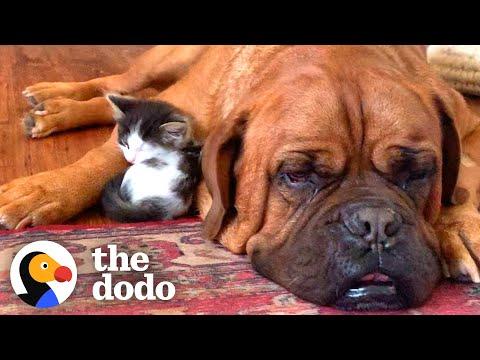 135-Pound Dog Becomes Obsessed With A Tiny Kitten #Video