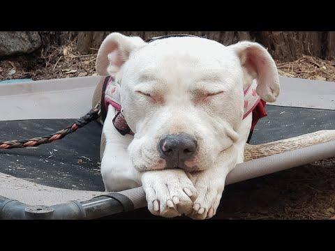 This unwanted dog was dumped on freeway. It was the best thing that happened to her. #Video