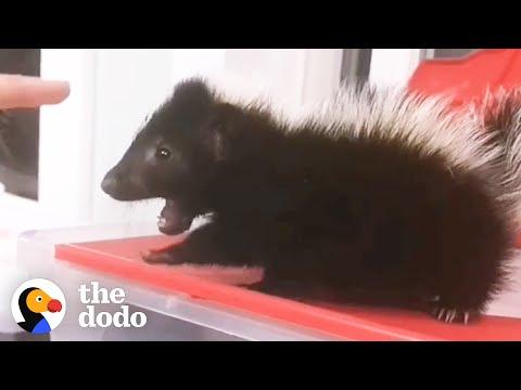 Baby Skunk Stomps His Tiny Feet When He Wants To Dominate #Video