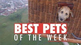 Best Pets of the Week | November 2017 Week 3