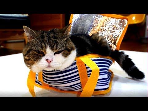 The cooler bag and Maru