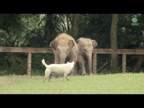 Two Young Baby Elephants Curious Of The Dog Who Come To Their Area - ElephantNews #Video