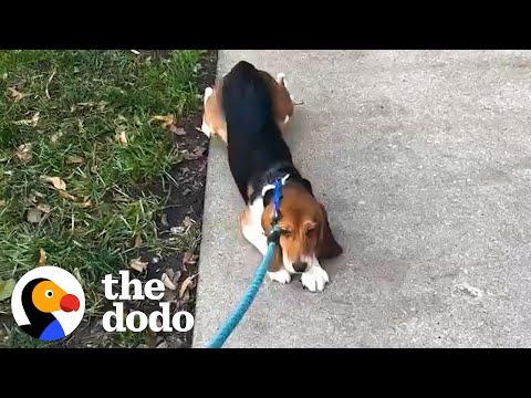 Beagle Rescued From Lab Learns To Love Walking Outside #Video