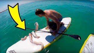 GIANT SQUID TRYING TO GET ON A SURF BOARD