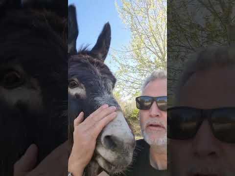 Steve the donkey stealing Ben's breakfast #Video